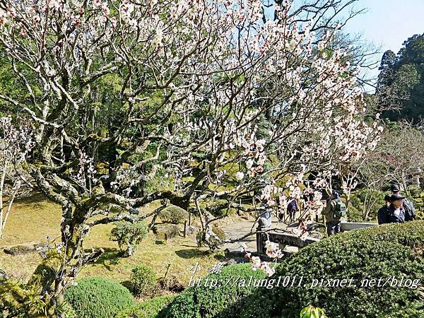 成田山梅祭 (36).JPG