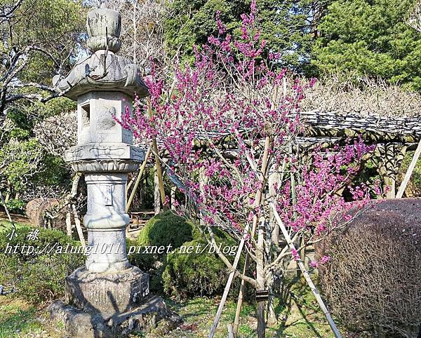 成田山梅祭 (47).JPG 成田山梅祭 (47).JPG