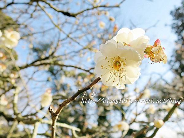 成田山梅祭 (48).JPG