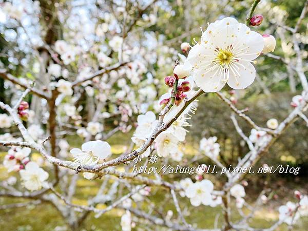 成田山梅祭 (64).JPG 成田山梅祭 (64).JPG