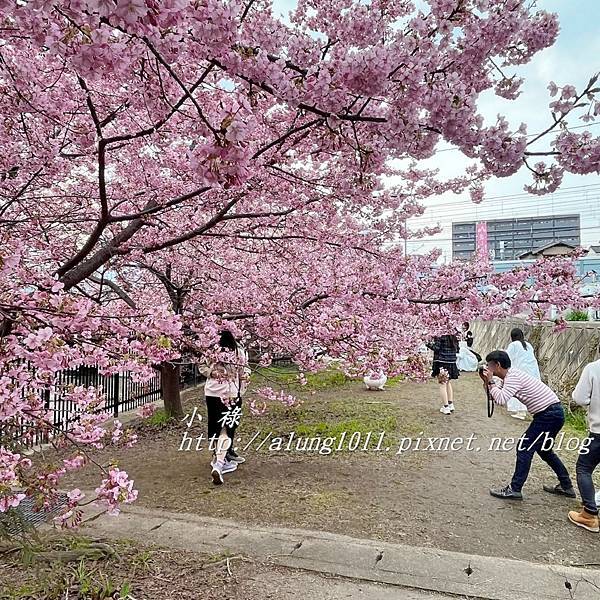 淀河津櫻 (8).JPG