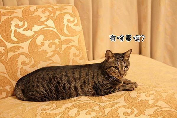IMG_0043_調整大小_調整大小.JPG IMG_0043_調整大小_調整大小.JPG