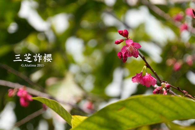 IMG_5416-LR_調整大小_調整大小.JPG IMG_5416-LR_調整大小_調整大小.JPG