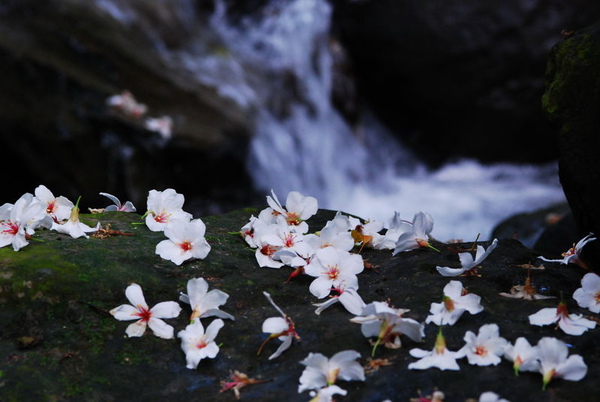 油桐花。。.jpg