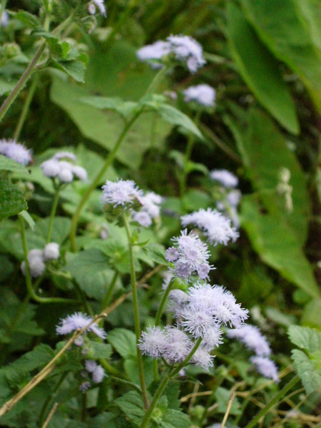 P1000590.JPG P1000590.JPG