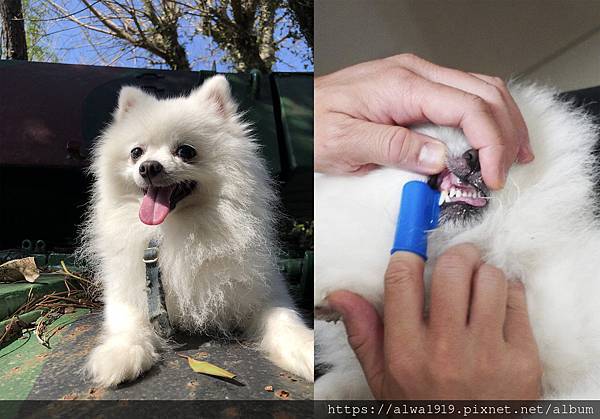 【白博美開箱文】害淨犬貓免洗牙膏,幫助清除齒垢,消除口腔異味,狗狗好愛刷牙啊!.jpg 【白博美開箱文】害淨犬貓免洗牙膏,幫助清除齒垢,消除口腔異味,狗狗好愛刷牙啊!.jpg
