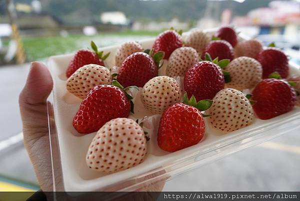 【苗栗大湖旅遊推薦】嬌豔欲滴的香甜草莓來啦！！到「名品牛奶草