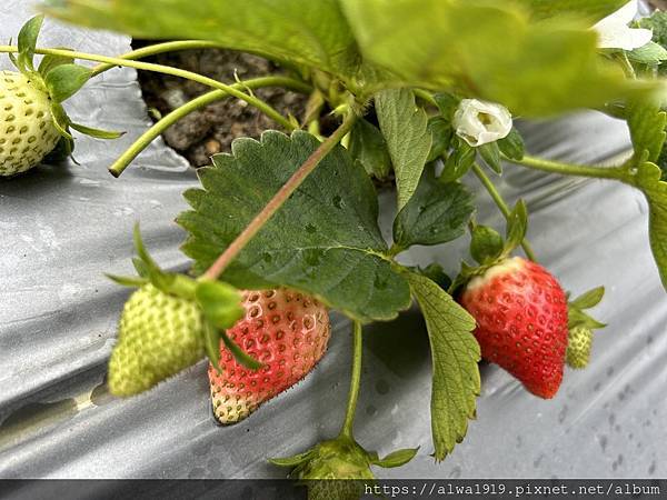 【苗栗大湖旅遊推薦】嬌豔欲滴的香甜草莓來啦！！到「名品牛奶草