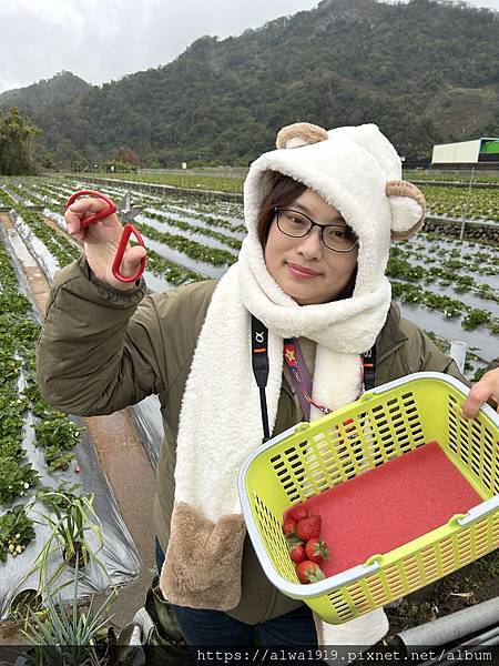 【苗栗大湖旅遊推薦】嬌豔欲滴的香甜草莓來啦！！到「名品牛奶草