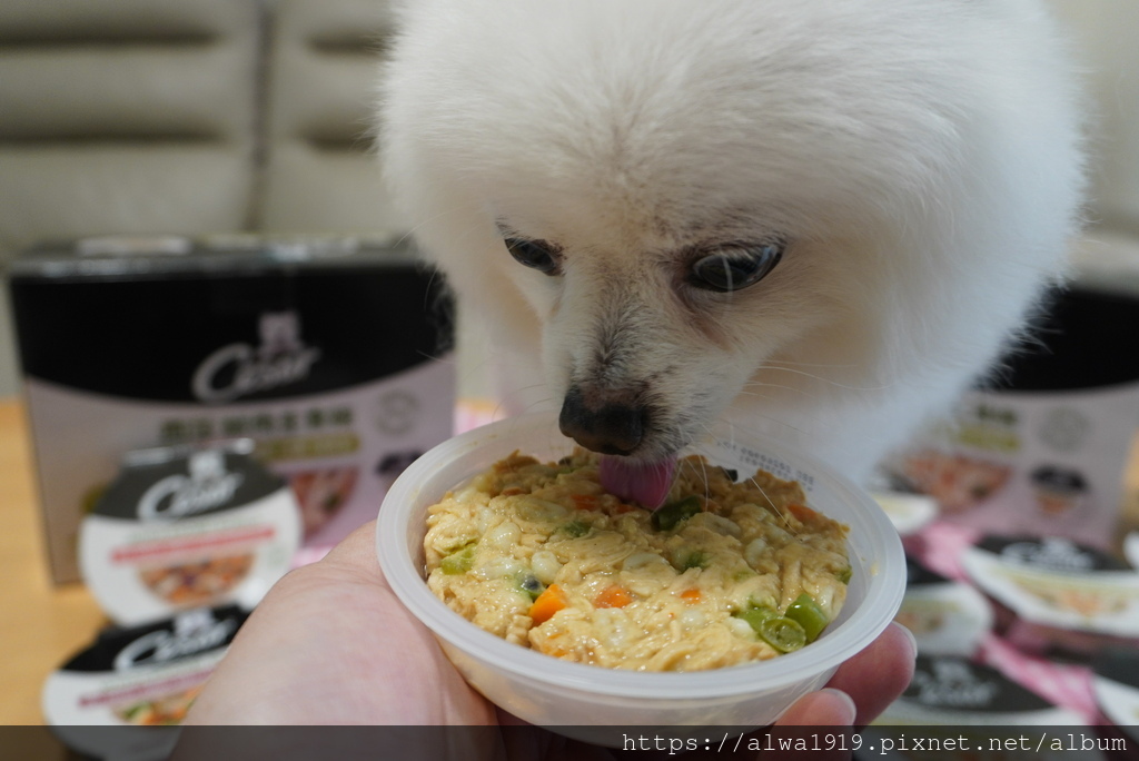 【高級狗濕糧推薦】Cesar®西莎®鮮肉主食碗。狗狗濕糧。成