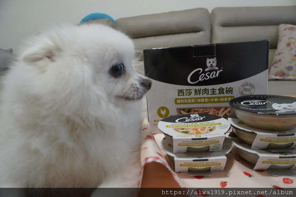【高級狗濕糧推薦】Cesar®西莎®鮮肉主食碗。狗狗濕糧。成