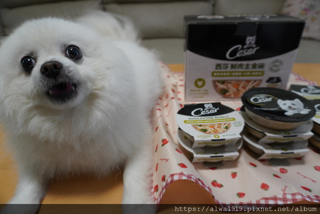 【高級狗濕糧推薦】Cesar®西莎®鮮肉主食碗。狗狗濕糧。成