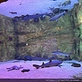IMG_3717.jpg