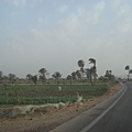 Fayyoum road view.JPG