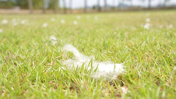 左鎮.jpg 左鎮.jpg