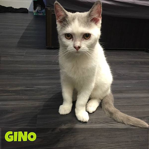 Gino1.jpg Gino1.jpg