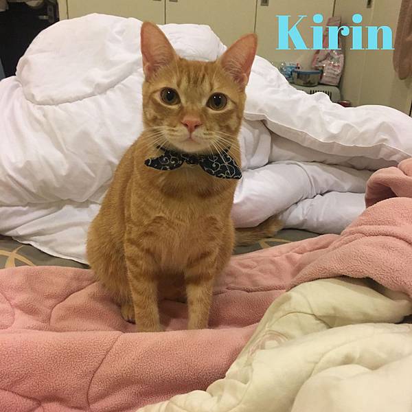 kirin.jpg kirin.jpg
