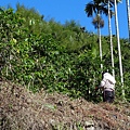 TROPICA 咖啡示範園區