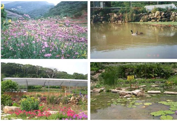 花景2.JPG 花景2.JPG