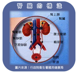 泌尿系統六大疾病是腎臟病可能徵兆