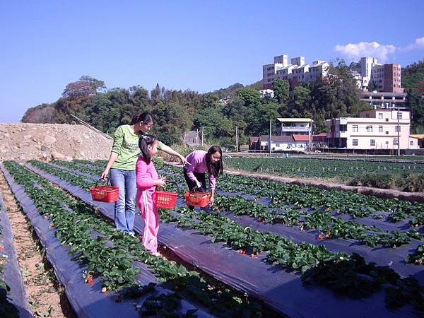 草莓園.JPG