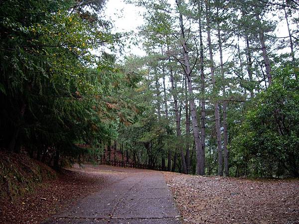 醉紅步道 (3).JPG