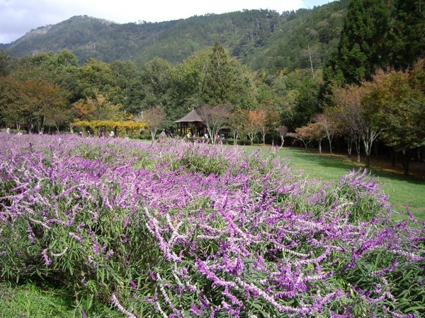 入口花園廣場.JPG