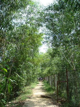 小小森林步道--氣份卻顯得寂涼