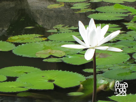 IMG_8706 IMG_8706