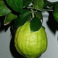 180px-Citrus_medicus_fruit.jpg