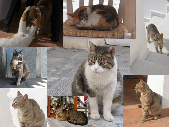 cats.jpg cats.jpg