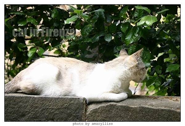 cat-firenze0608-05