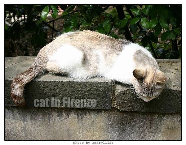 cat-firenze0608-10