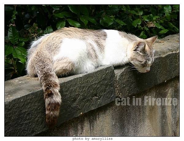 cat-firenze0608-11