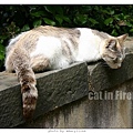 cat-firenze0608-11