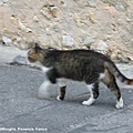 cat-mougins-0622-11.jpg