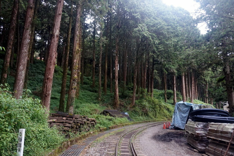 【輕鬆漫步的巨木森呼吸】水山巨木步道，30分鐘可達