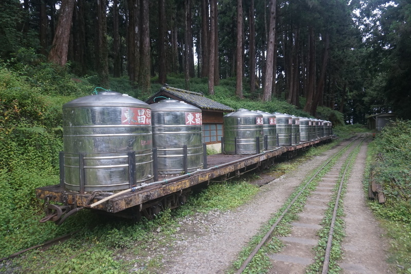 【輕鬆漫步的巨木森呼吸】水山巨木步道，30分鐘可達