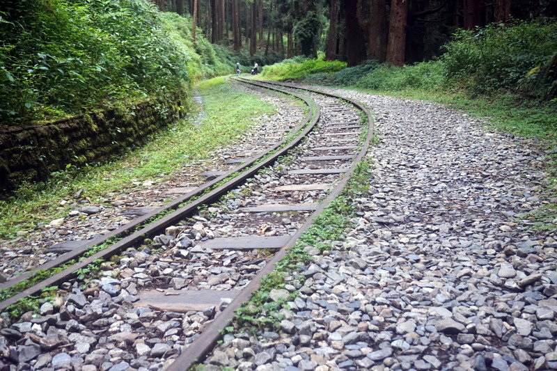 【輕鬆漫步的巨木森呼吸】水山巨木步道，30分鐘可達