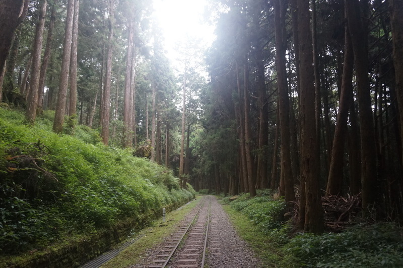 【輕鬆漫步的巨木森呼吸】水山巨木步道，30分鐘可達