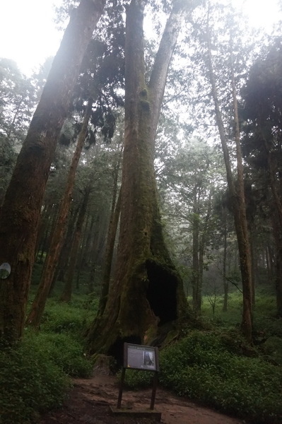 【輕鬆漫步的巨木森呼吸】水山巨木步道，30分鐘可達