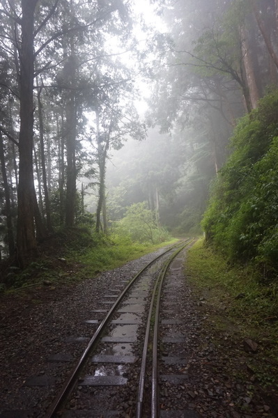 【輕鬆漫步的巨木森呼吸】水山巨木步道，30分鐘可達