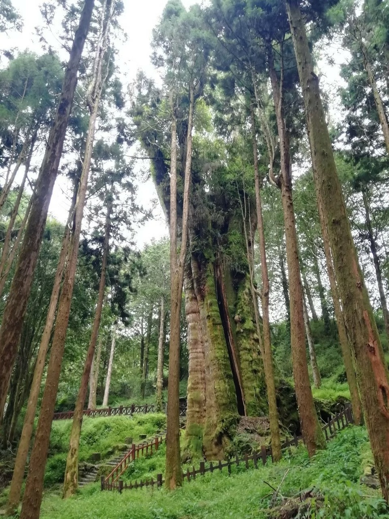 【輕鬆漫步的巨木森呼吸】水山巨木步道，30分鐘可達