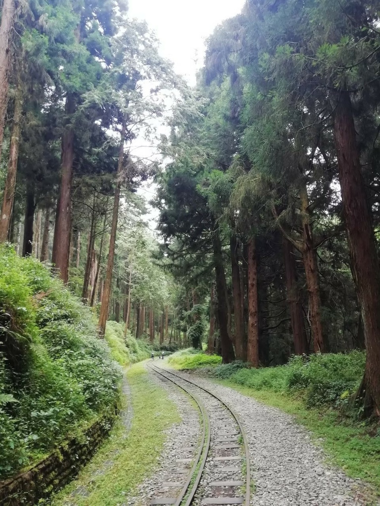 【輕鬆漫步的巨木森呼吸】水山巨木步道，30分鐘可達