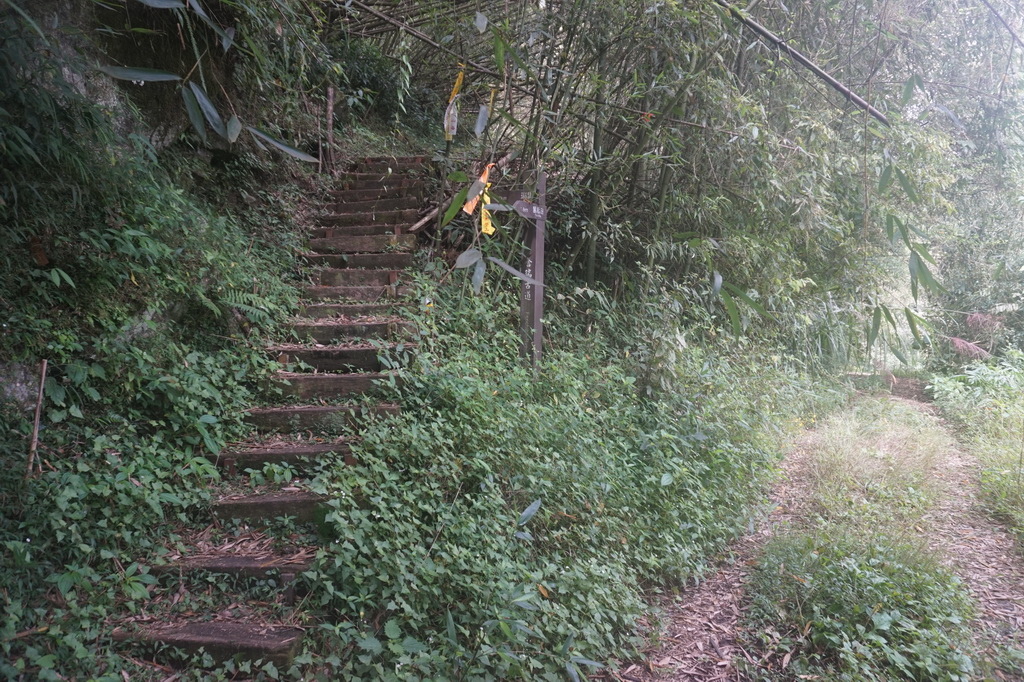 奮瑞古道健行半程、走到陰陽廟