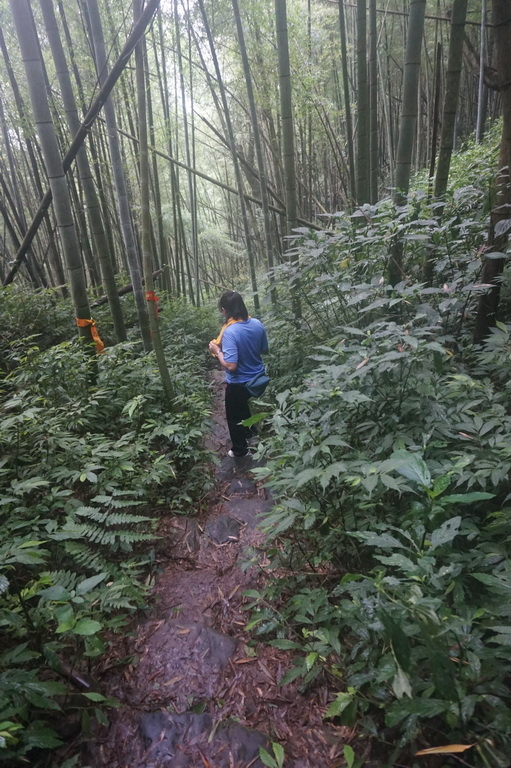 奮瑞古道健行半程、走到陰陽廟