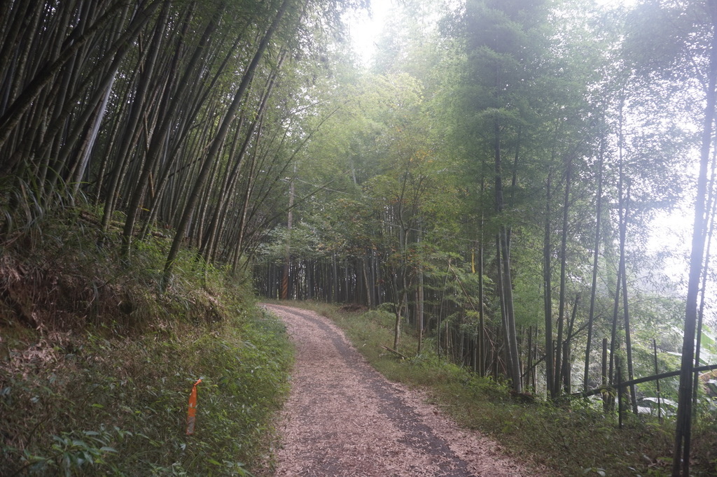 奮瑞古道健行半程、走到陰陽廟