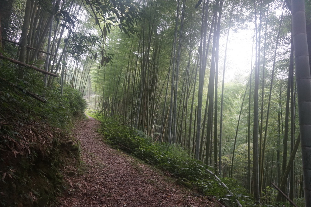 奮瑞古道健行半程、走到陰陽廟