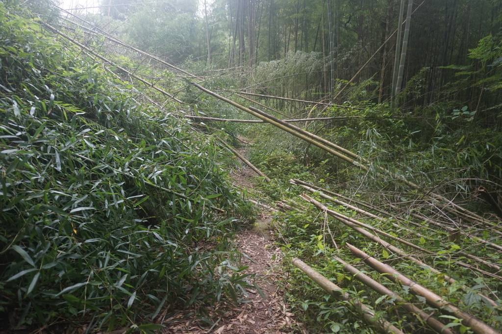 奮瑞古道健行半程、走到陰陽廟