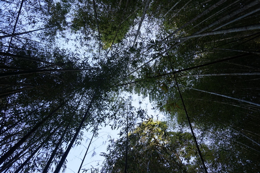 瑞太古道-英雄坡到回頭嶺O型縱走完成